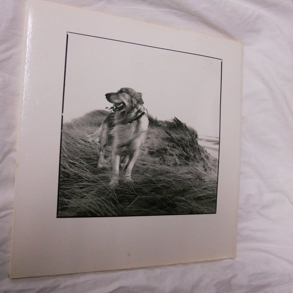 1ed Signed #d Yellow Dog book Martha's Vineyard - Picture 2 of 4